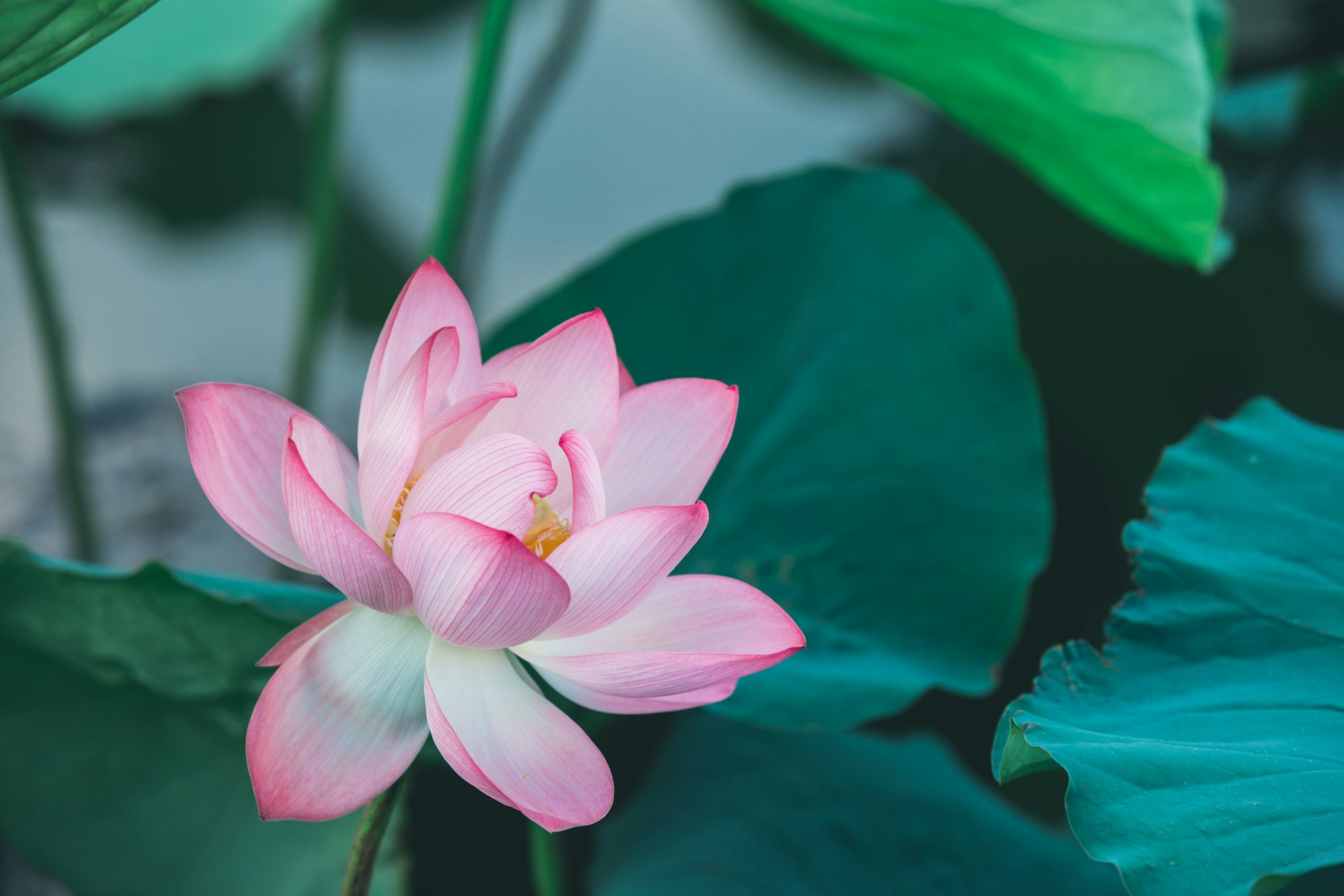 Beautiful pink lotus flower with green leaves in pond