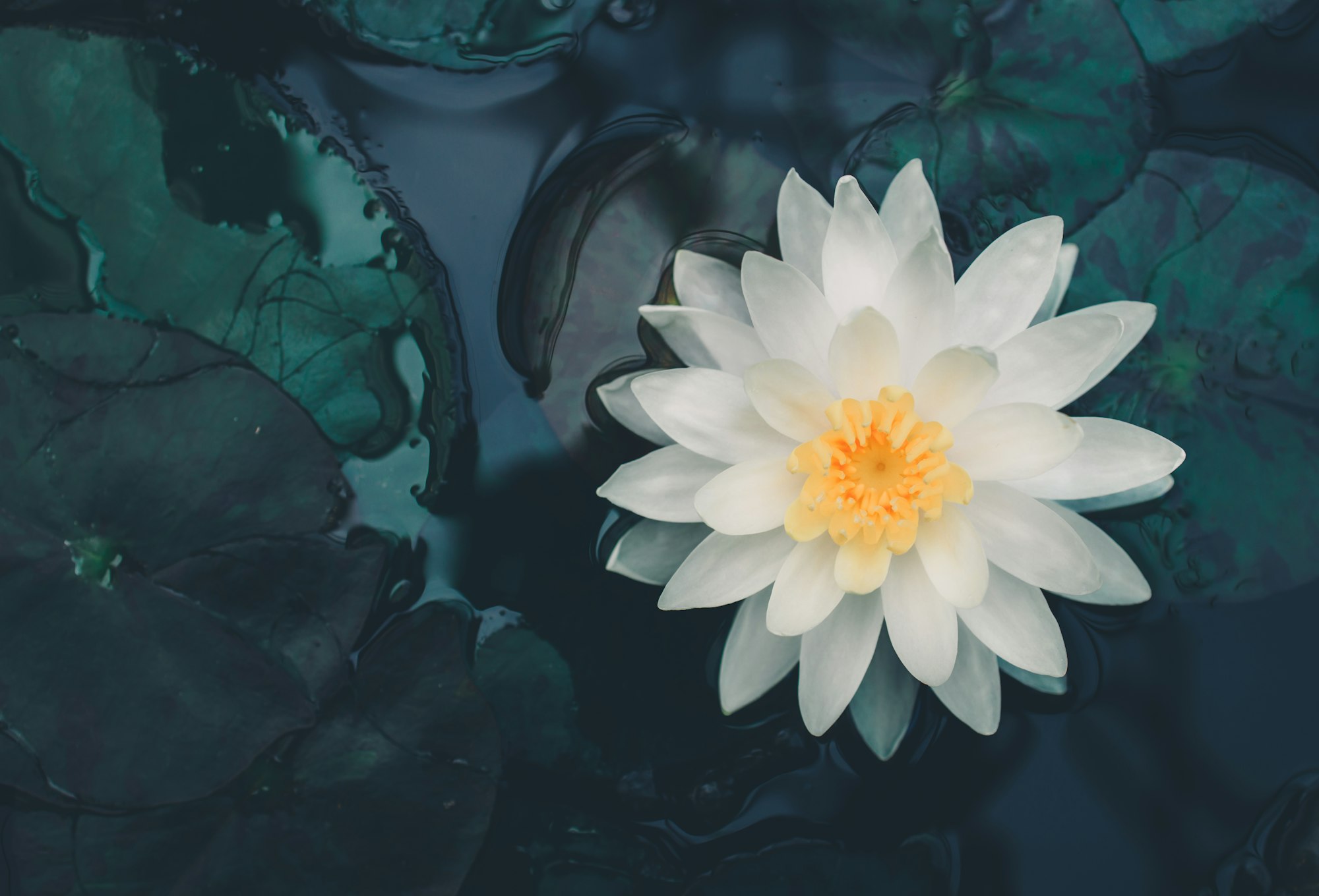 beautiful White Lotus Flower with green leaf