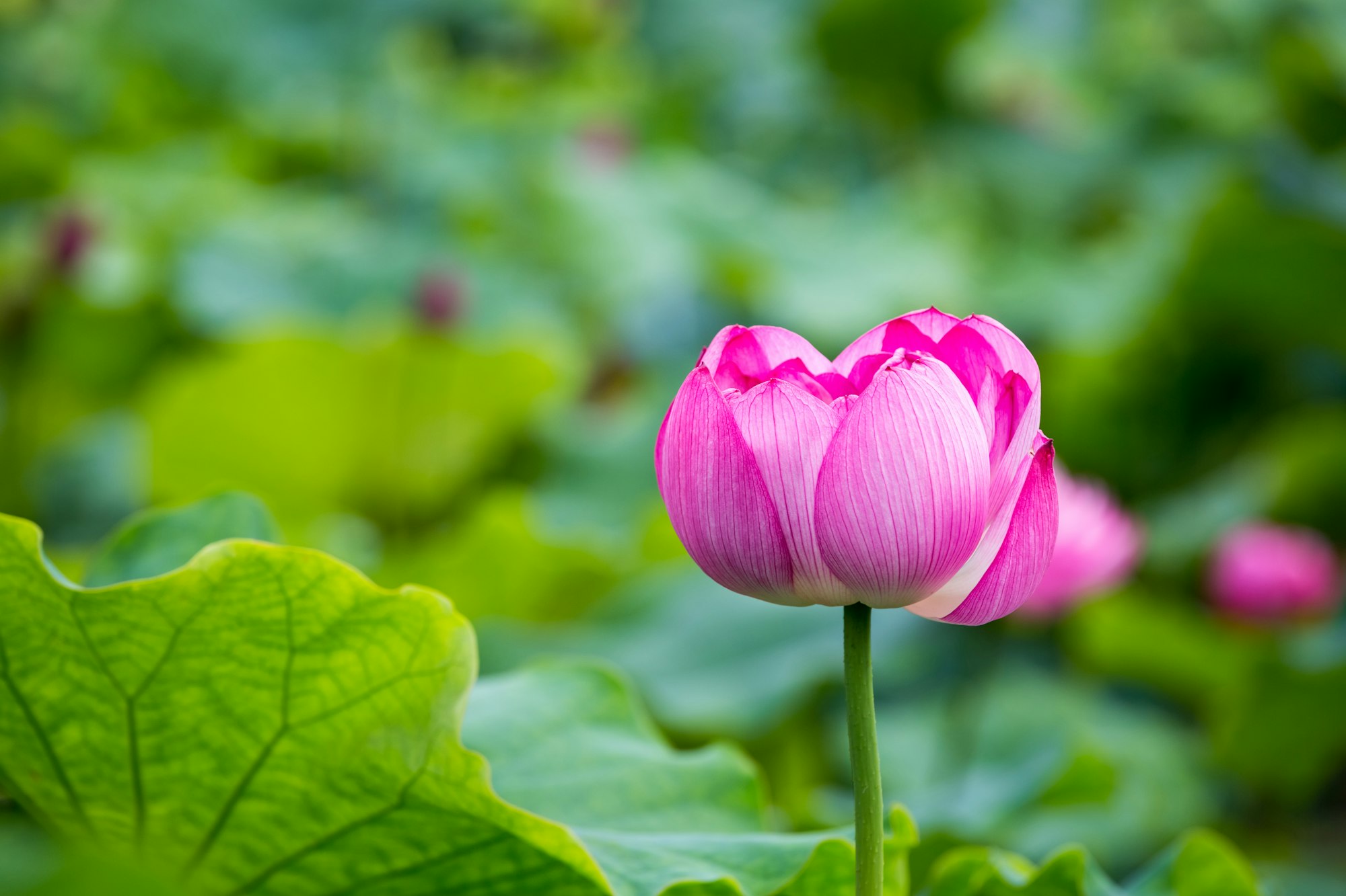 pink lotus flower closeup